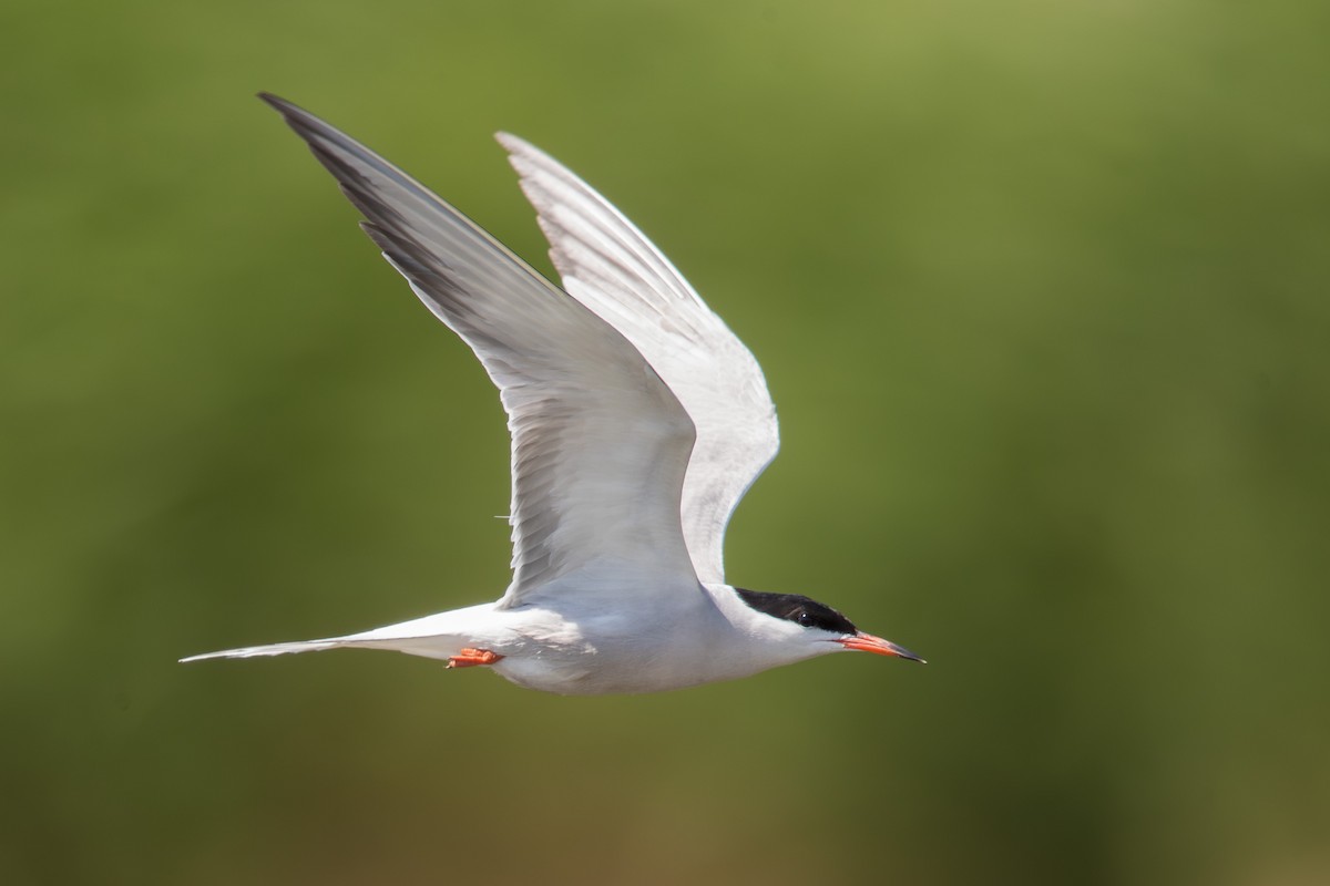Common Tern - ML647665177