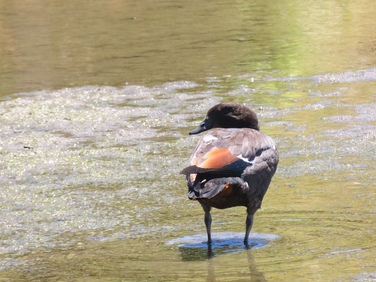 Yeni Zelanda Angıtı - ML647665189