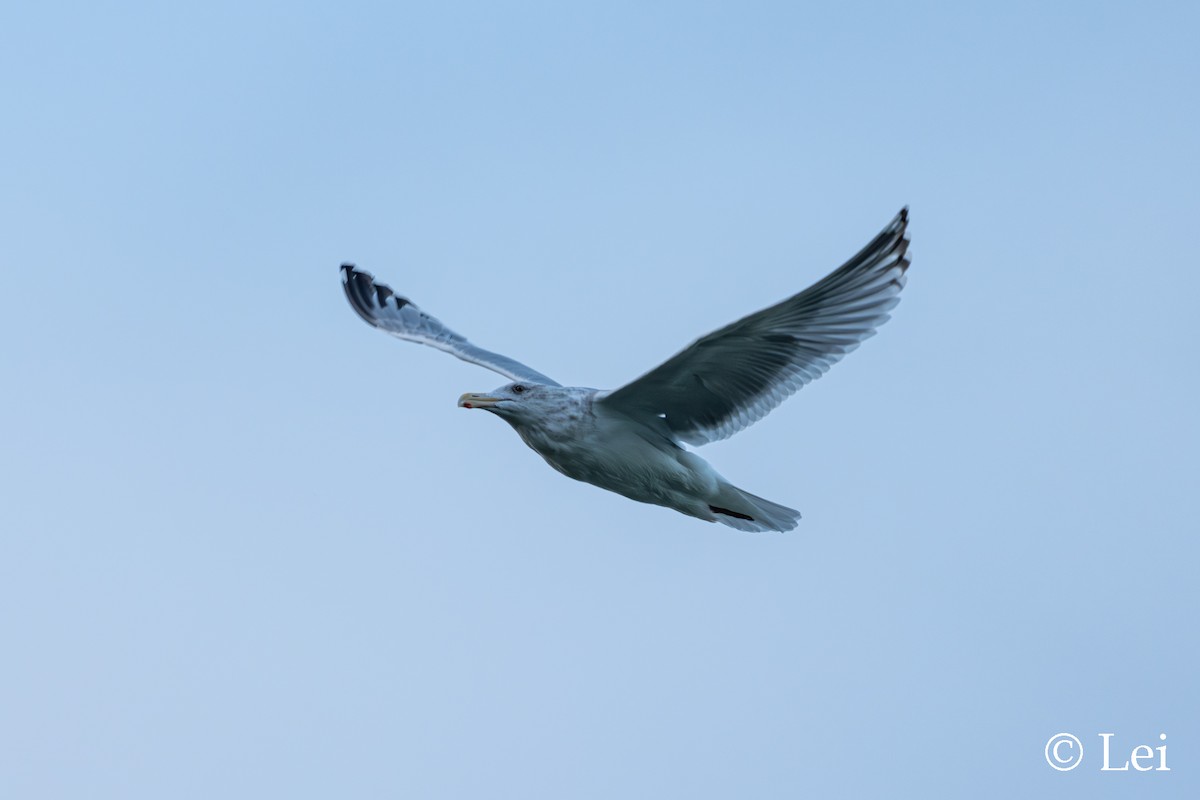 Kanadamöwe - ML647665231