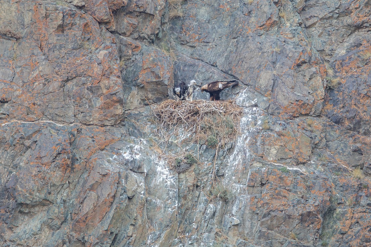 עיט זהוב - ML647665233