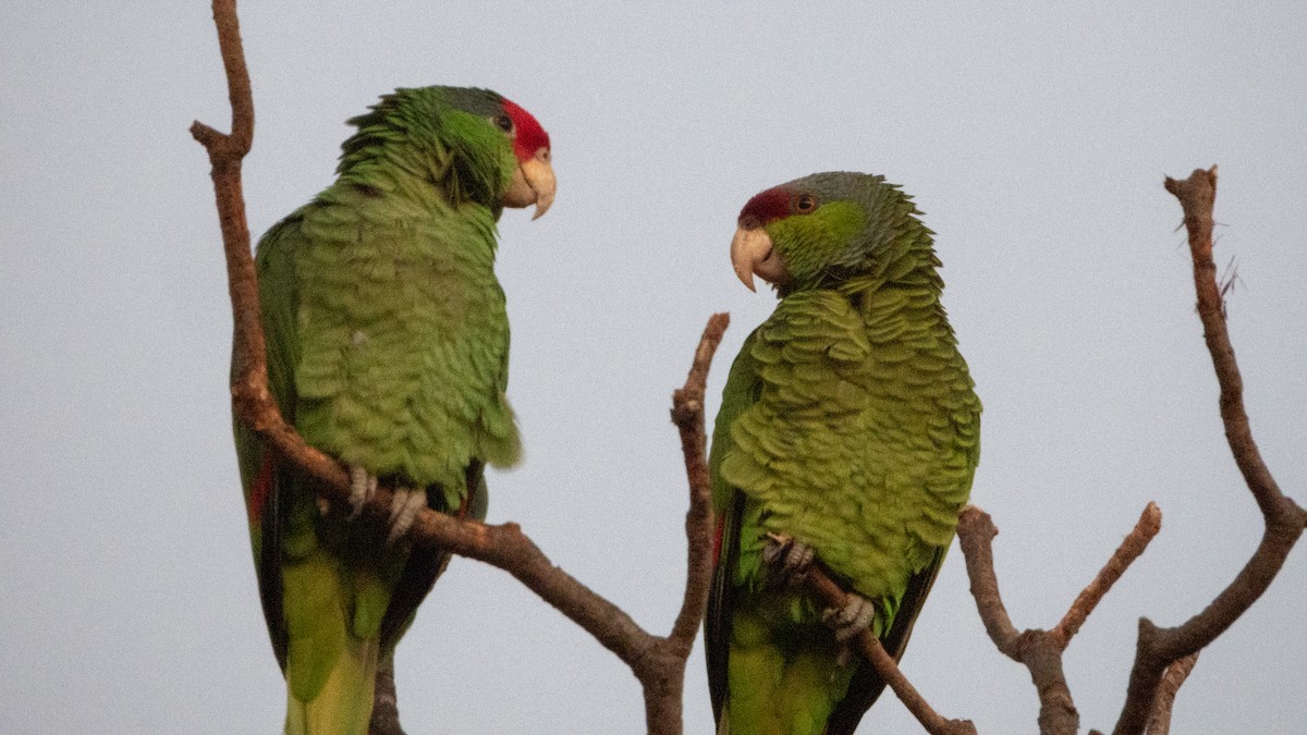 Lilac-crowned Amazon - ML647665234