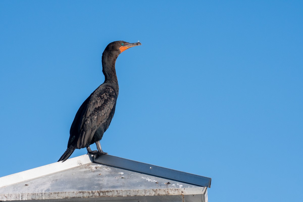 Cormorán Orejudo - ML647665244