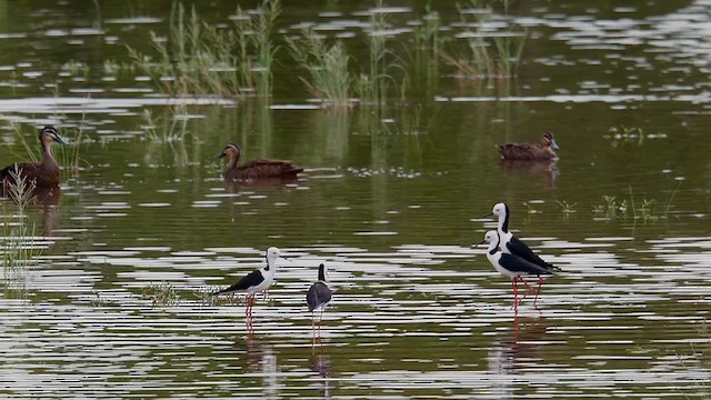 Pied Stilt - ML647665252