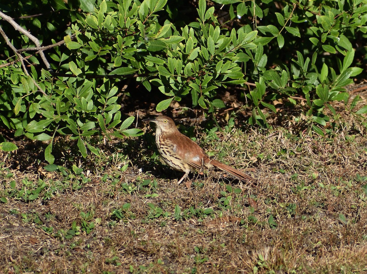 Cuitlacoche Rojizo - ML647665264