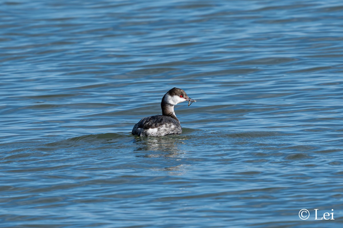 Красношейная поганка - ML647665273