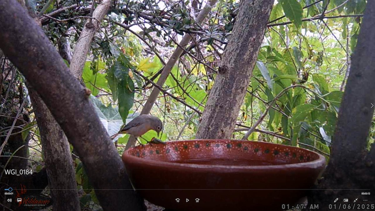 Virginia's Warbler - ML647665296