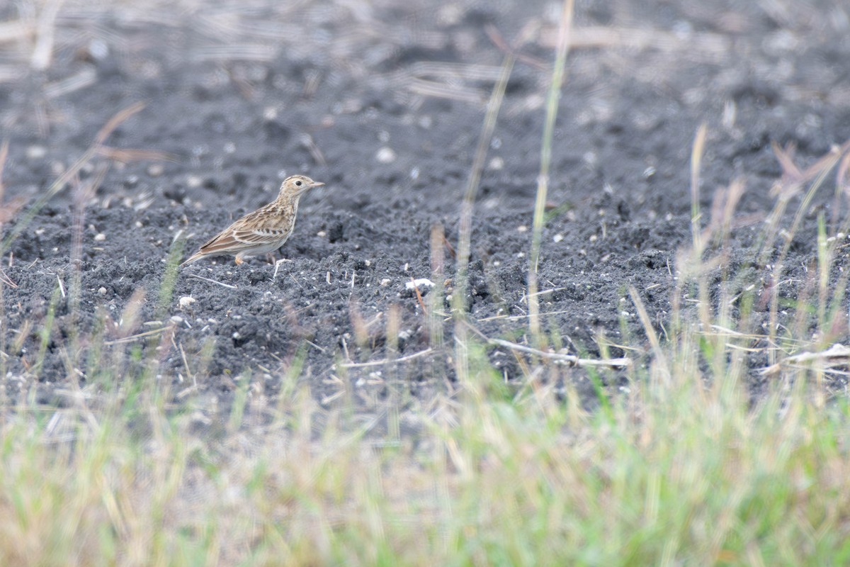 Sprague's Pipit - ML647665297