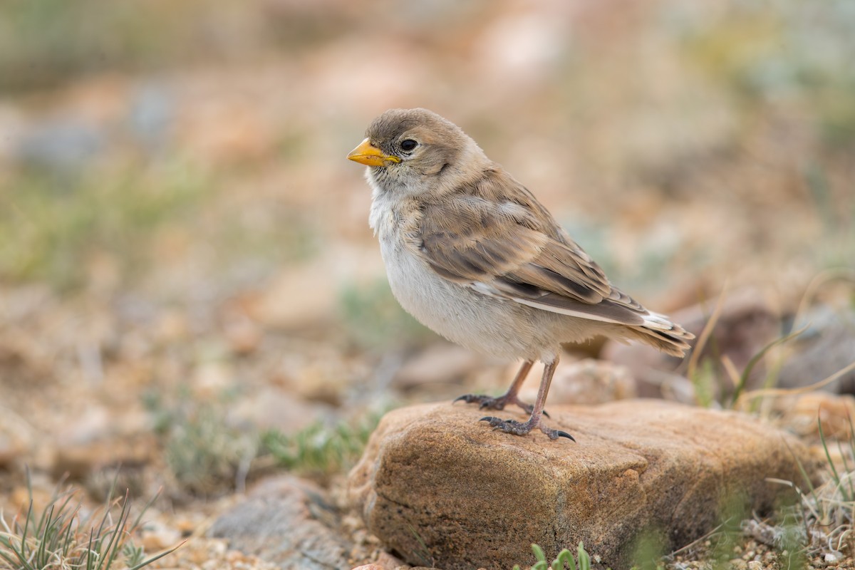 Pere David's Snowfinch - ML647665298