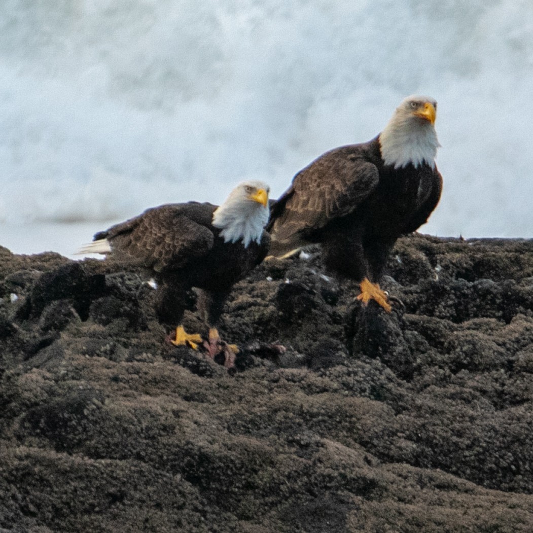 Itsas arrano buruzuria - ML647665326