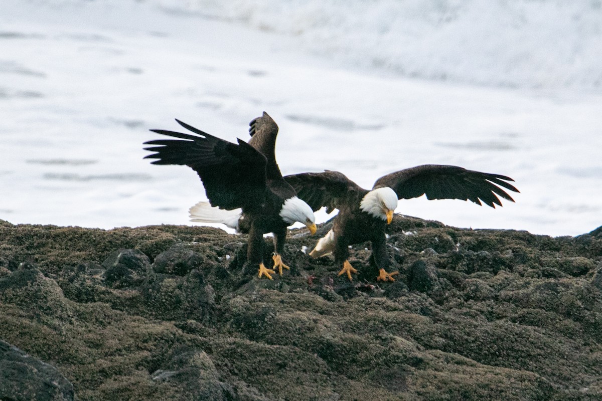 Itsas arrano buruzuria - ML647665327