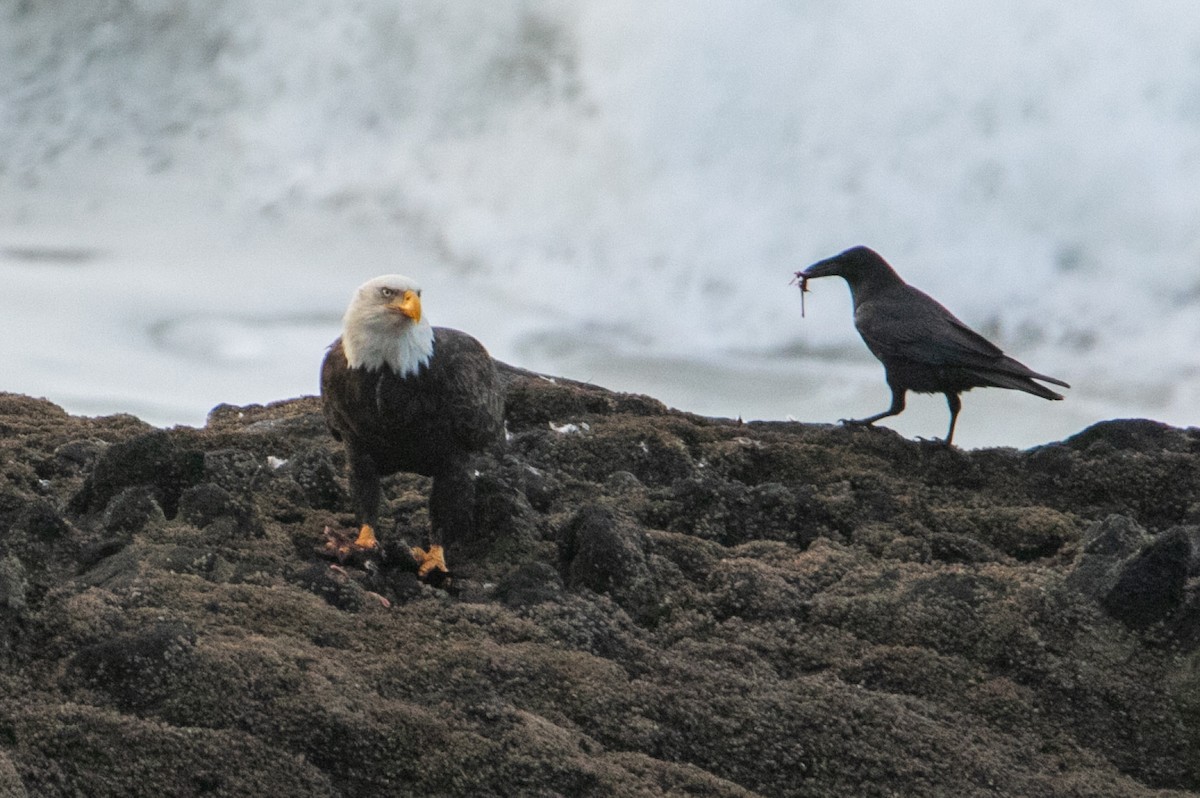 Itsas arrano buruzuria - ML647665328