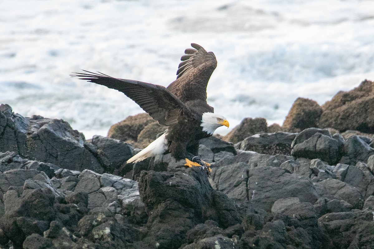 Itsas arrano buruzuria - ML647665331