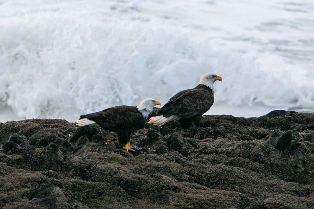 Itsas arrano buruzuria - ML647665332