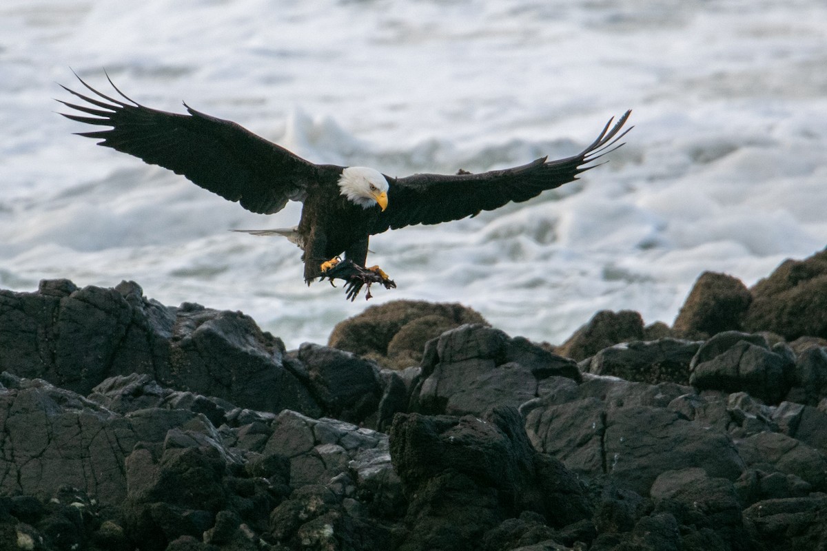 Itsas arrano buruzuria - ML647665334