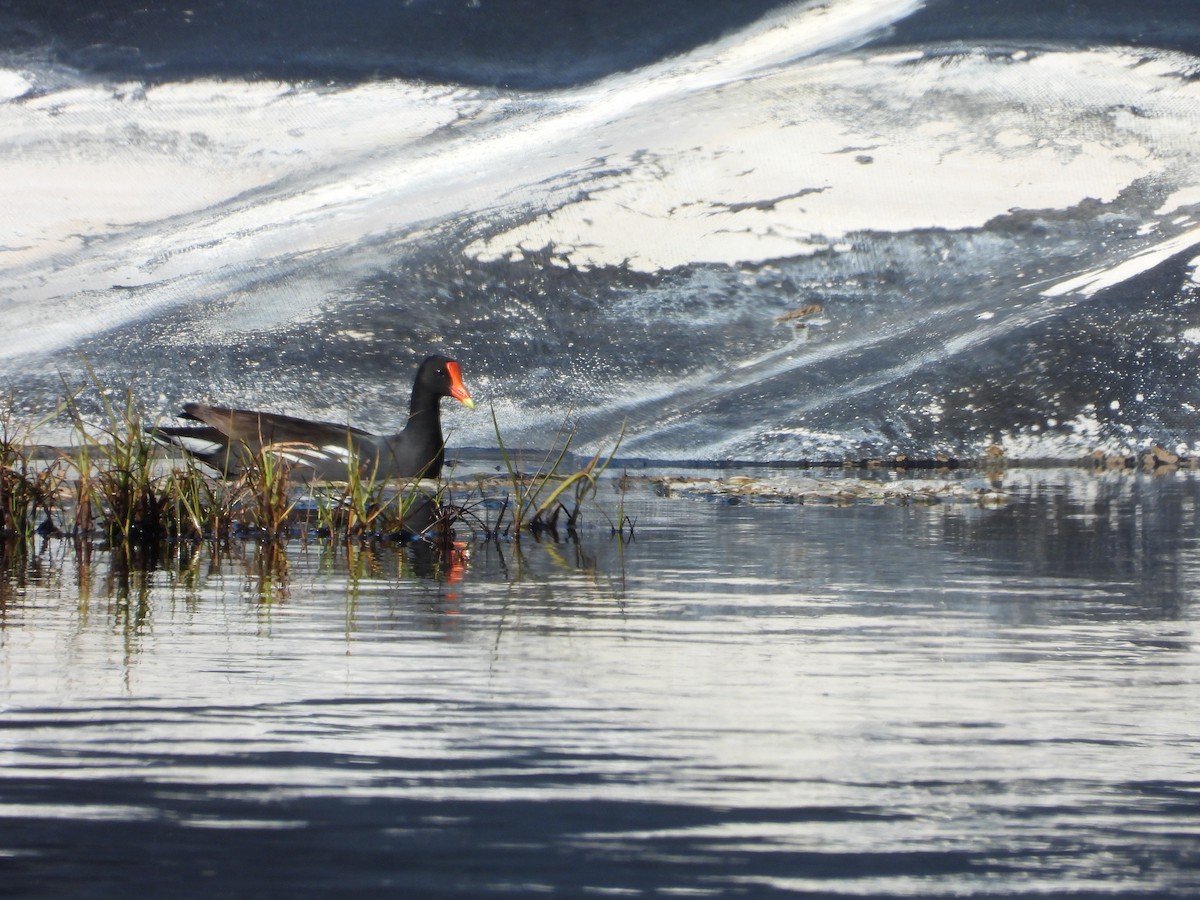 Курочка латиноамериканська - ML647665337