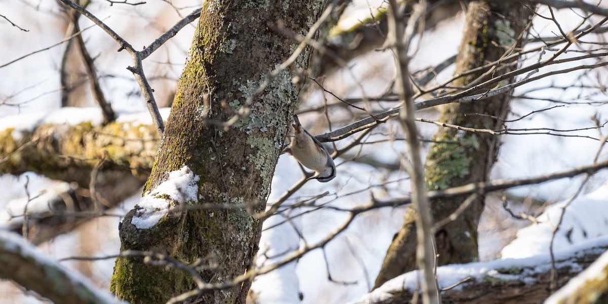 spettmeis - ML647665358