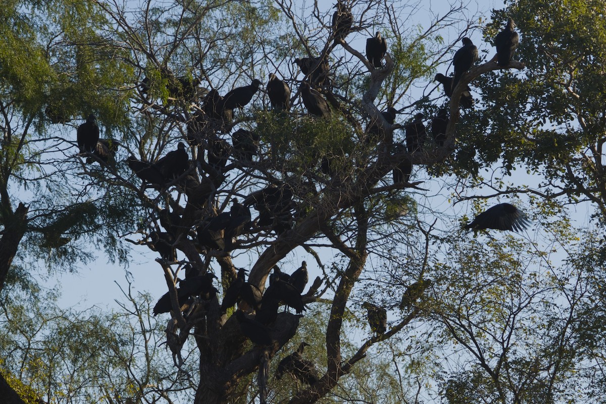 Катарта чорна - ML647665362