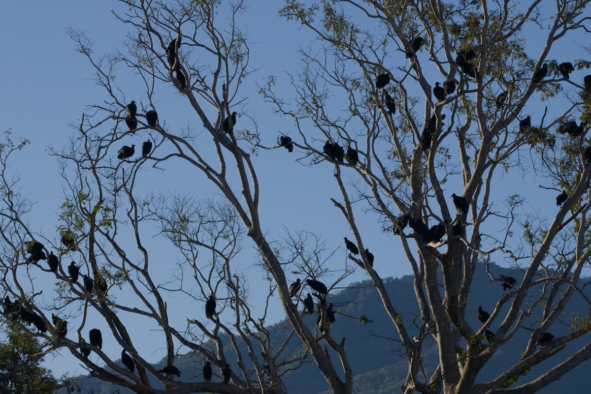 Катарта чорна - ML647665369