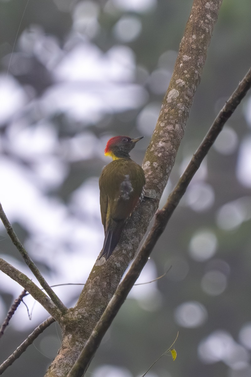 Lesser Yellownape - ML647665371