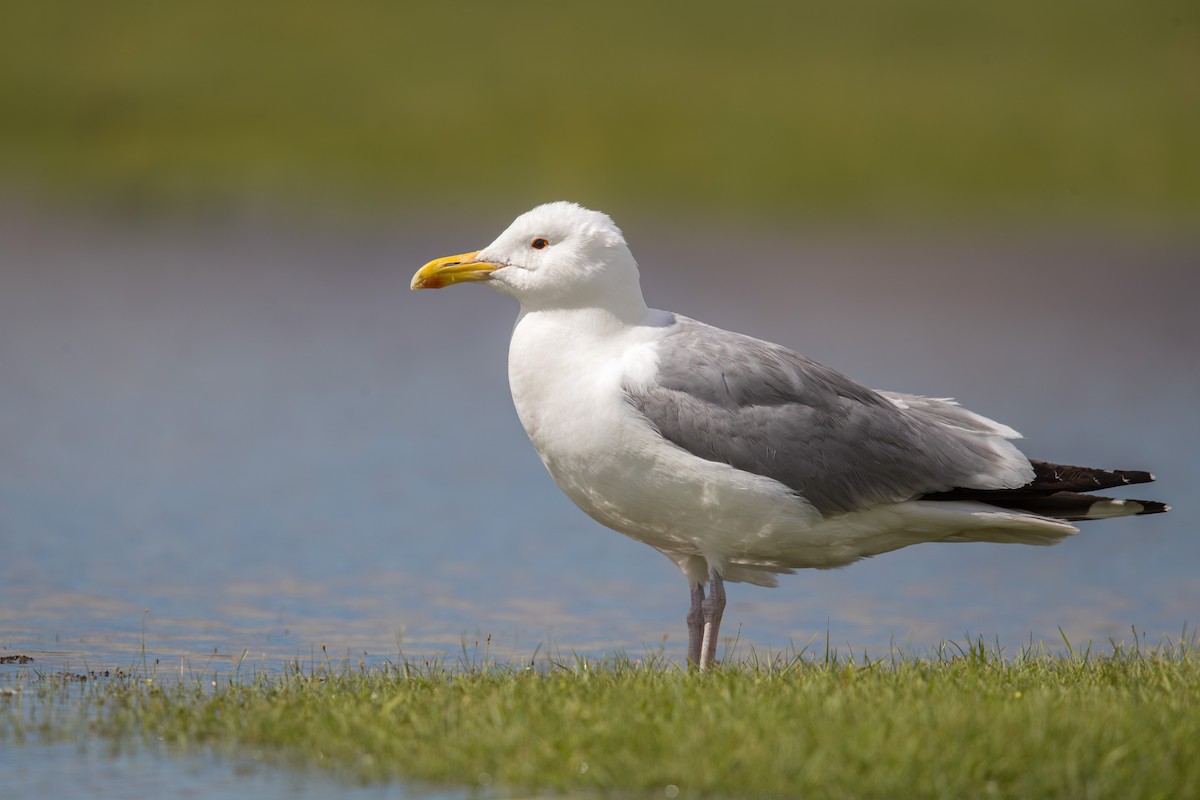 שחף מונגולי - ML647665372