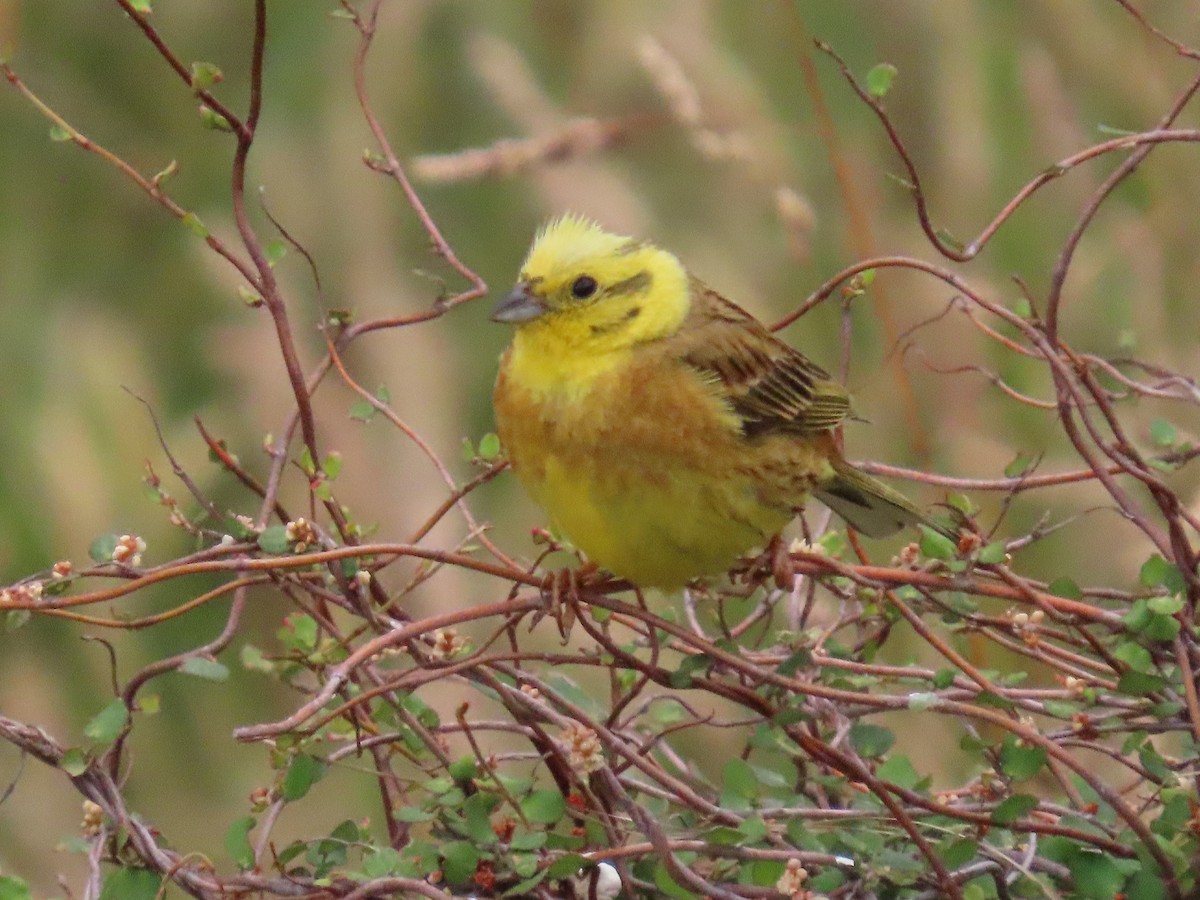 strnad obecný - ML647665420