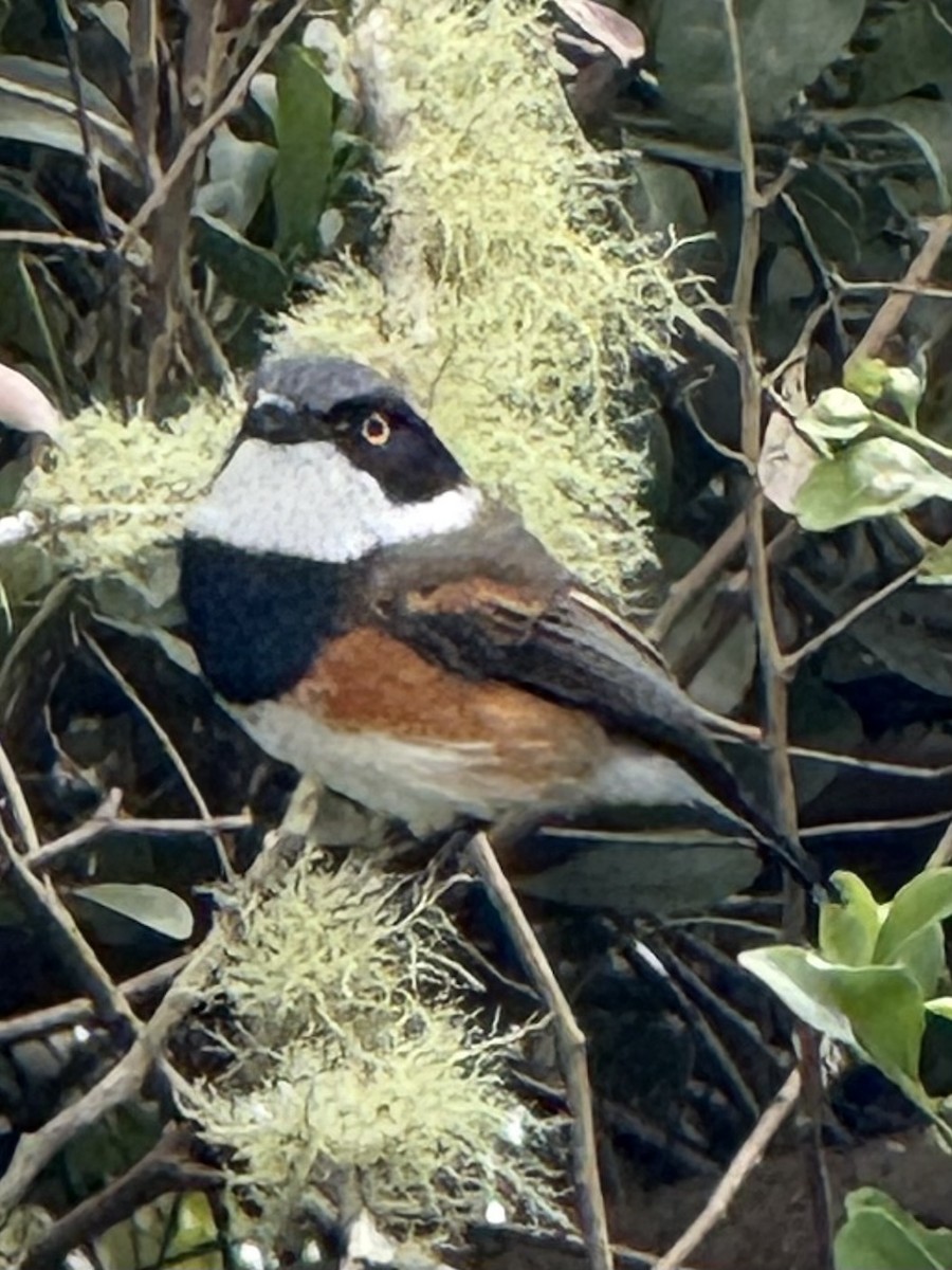 ムナグロセワタビタキ - ML647665422