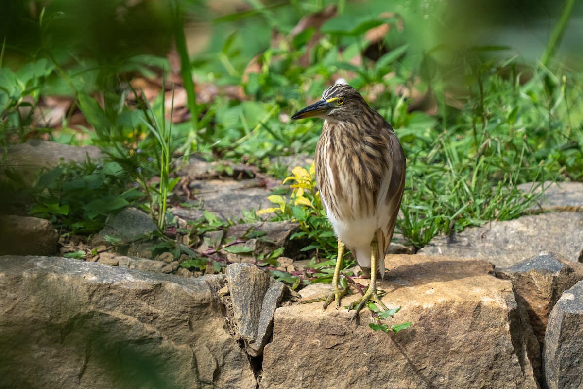 Garcilla India - ML647665425