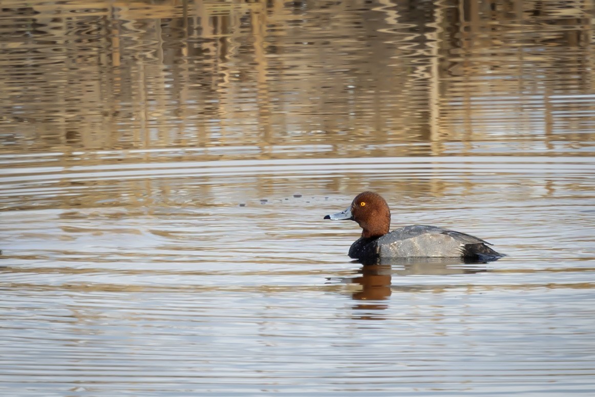 Redhead - ML647665431