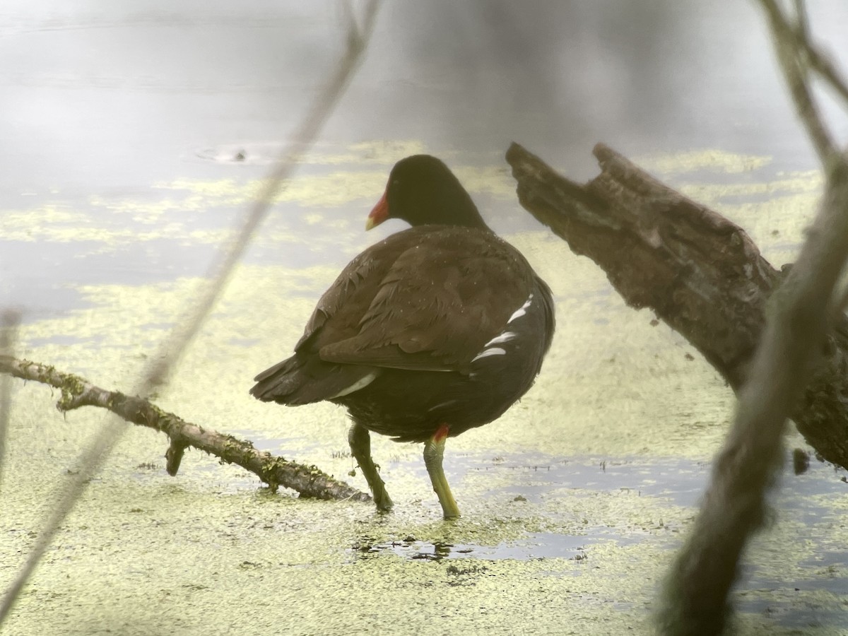 Курочка латиноамериканська - ML647665432