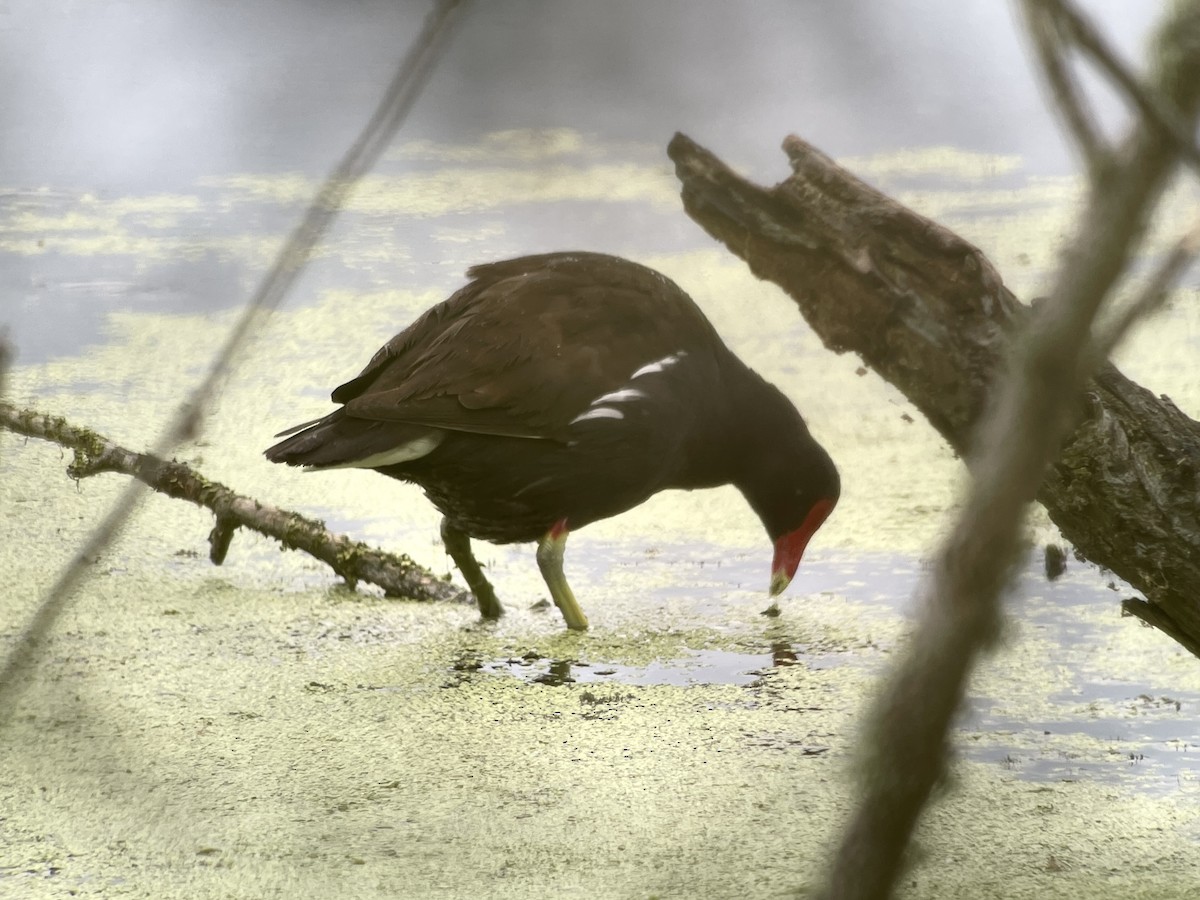 Курочка латиноамериканська - ML647665435