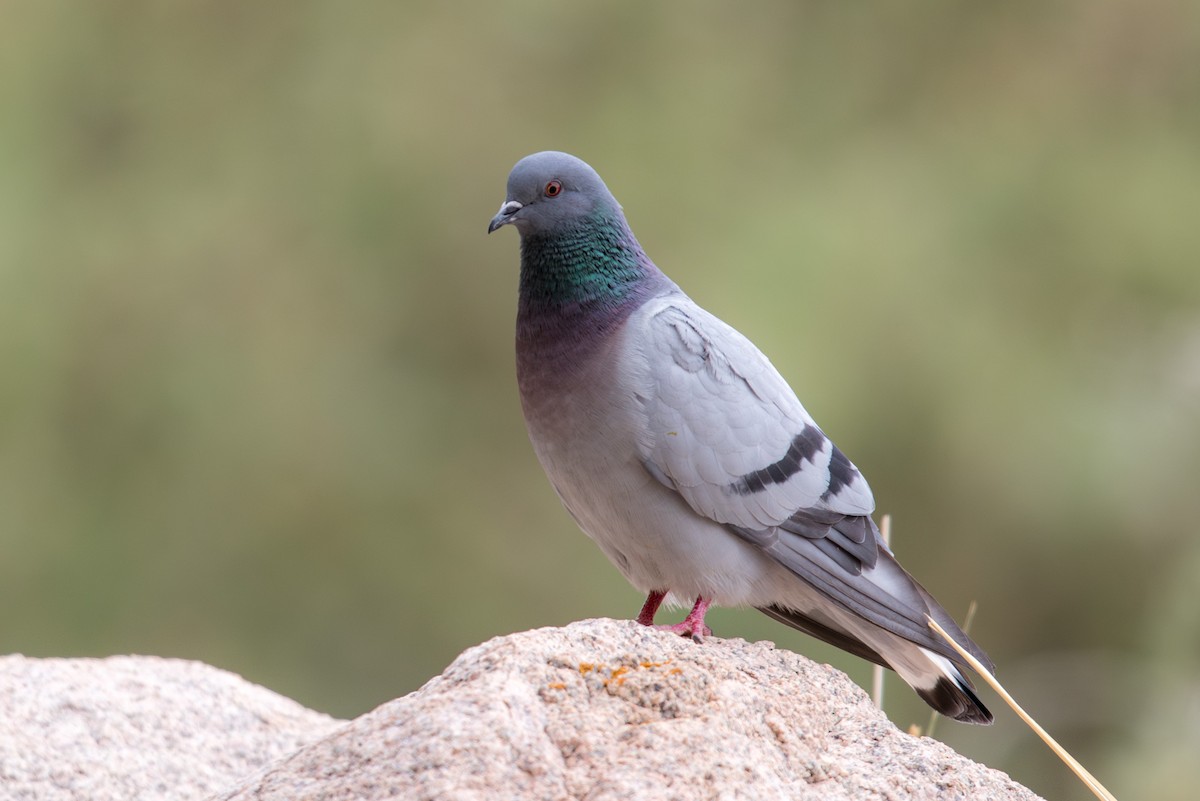 Hill Pigeon - ML647665438