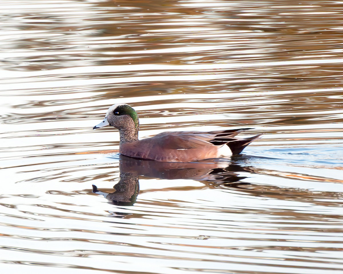 Canard d'Amérique - ML647665441