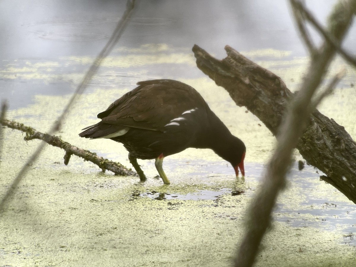 Курочка латиноамериканська - ML647665443