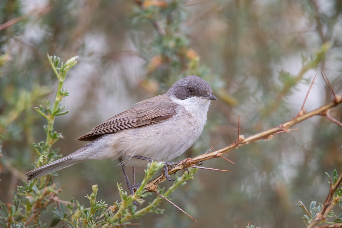 סבכי טוחנים (halimodendri) - ML647665446