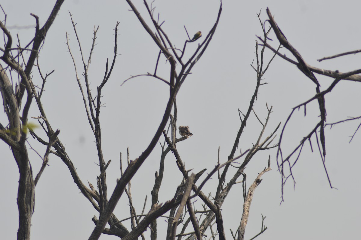 Short-toed Snake-Eagle - ML647665457