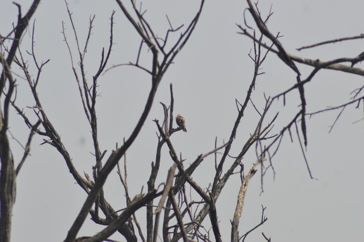 Short-toed Snake-Eagle - ML647665458