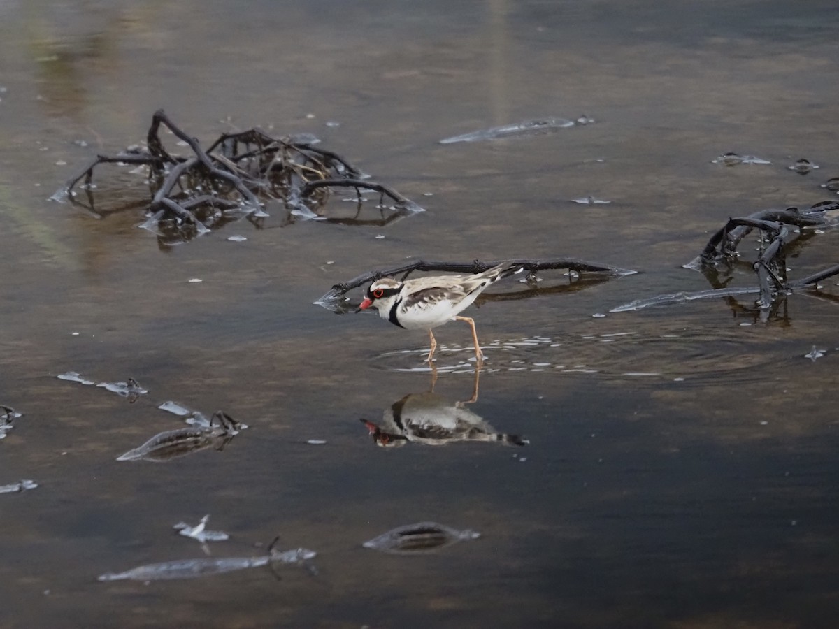 Black-fronted Dotterel - ML647665460