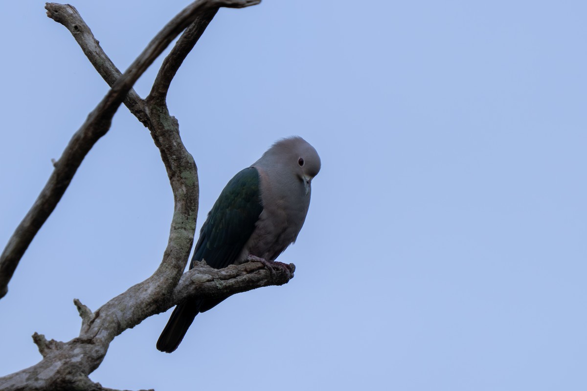 Yeşil Has Güvercin - ML647665462