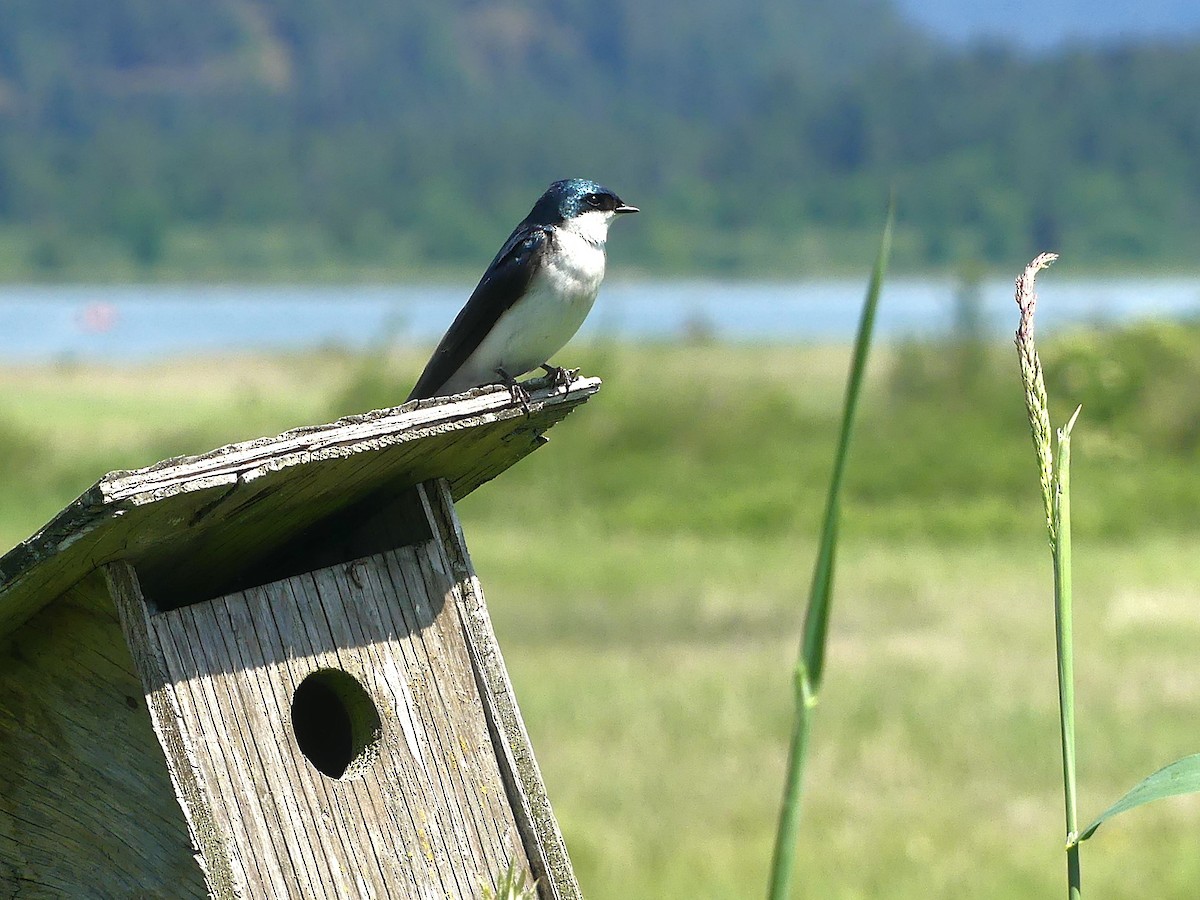 Tree Swallow - ML647665467
