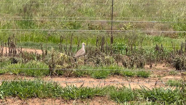 Wattled Lapwing - ML647665470
