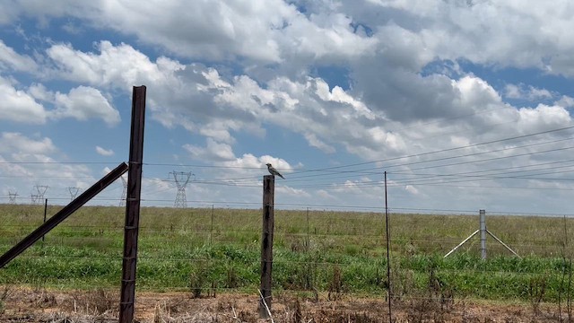 כחל מצוי - ML647665484