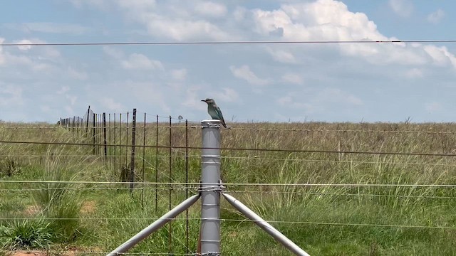 כחל מצוי - ML647665485