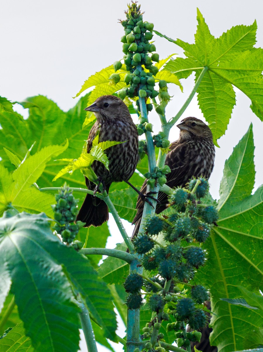 Red-winged Blackbird - ML647665493