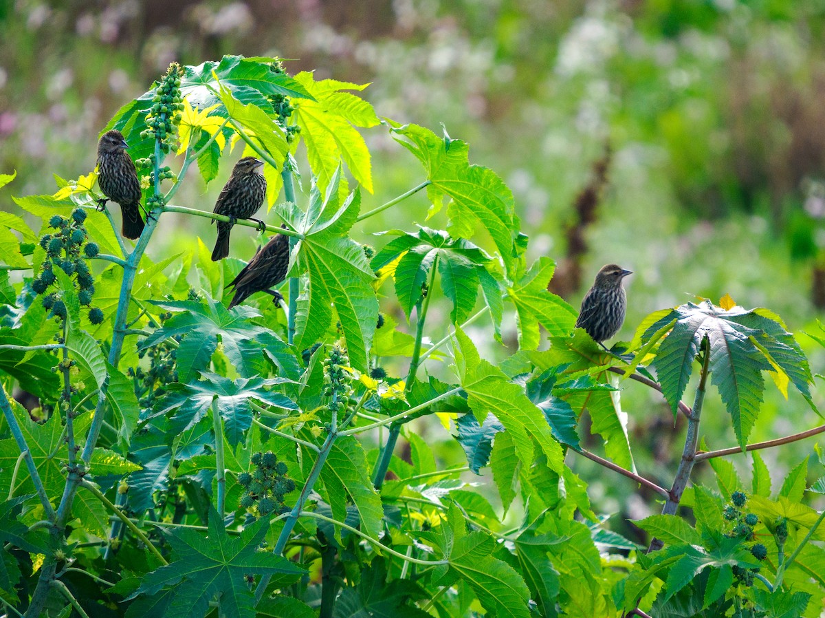Red-winged Blackbird - ML647665494