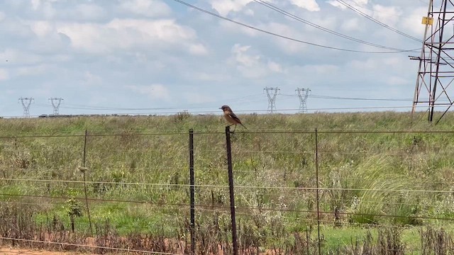 African Stonechat - ML647665498