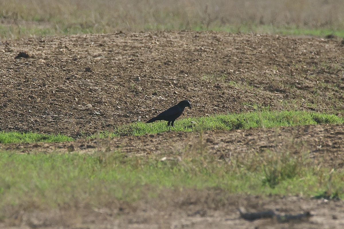 American Crow - ML647665502