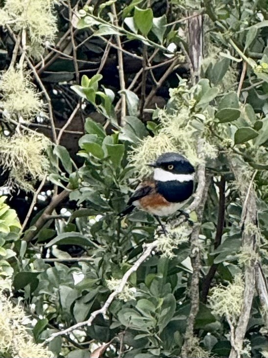 ムナグロセワタビタキ - ML647665508