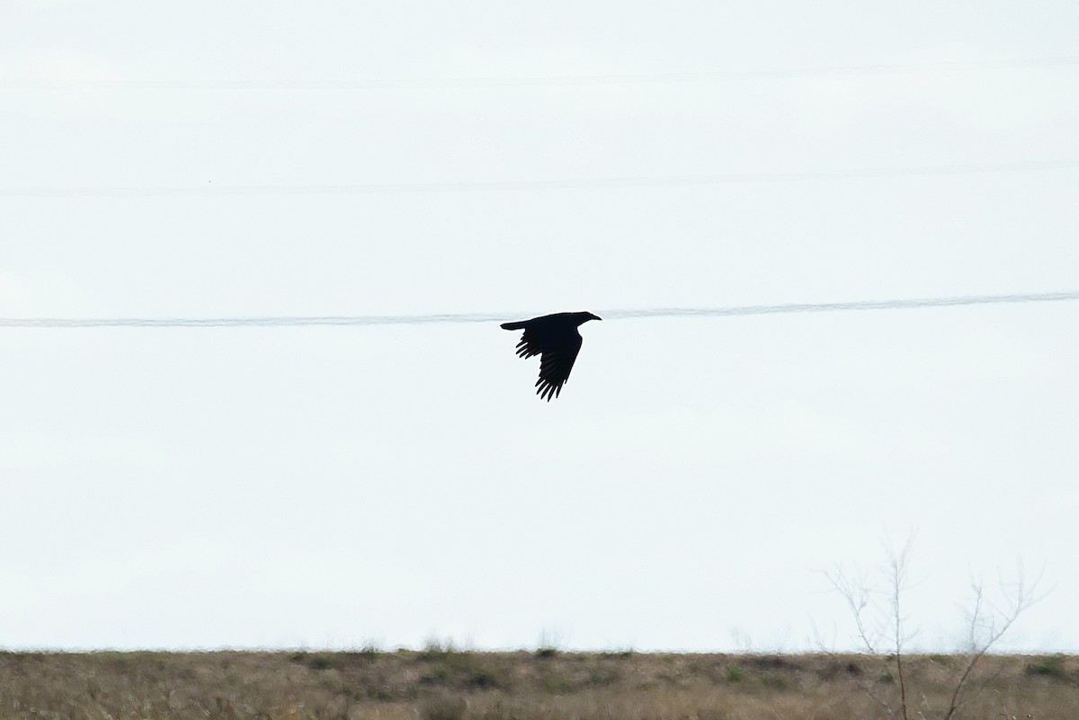 American Crow - ML647665512