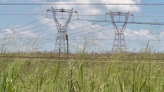 פפיון אפריקני - ML647665514