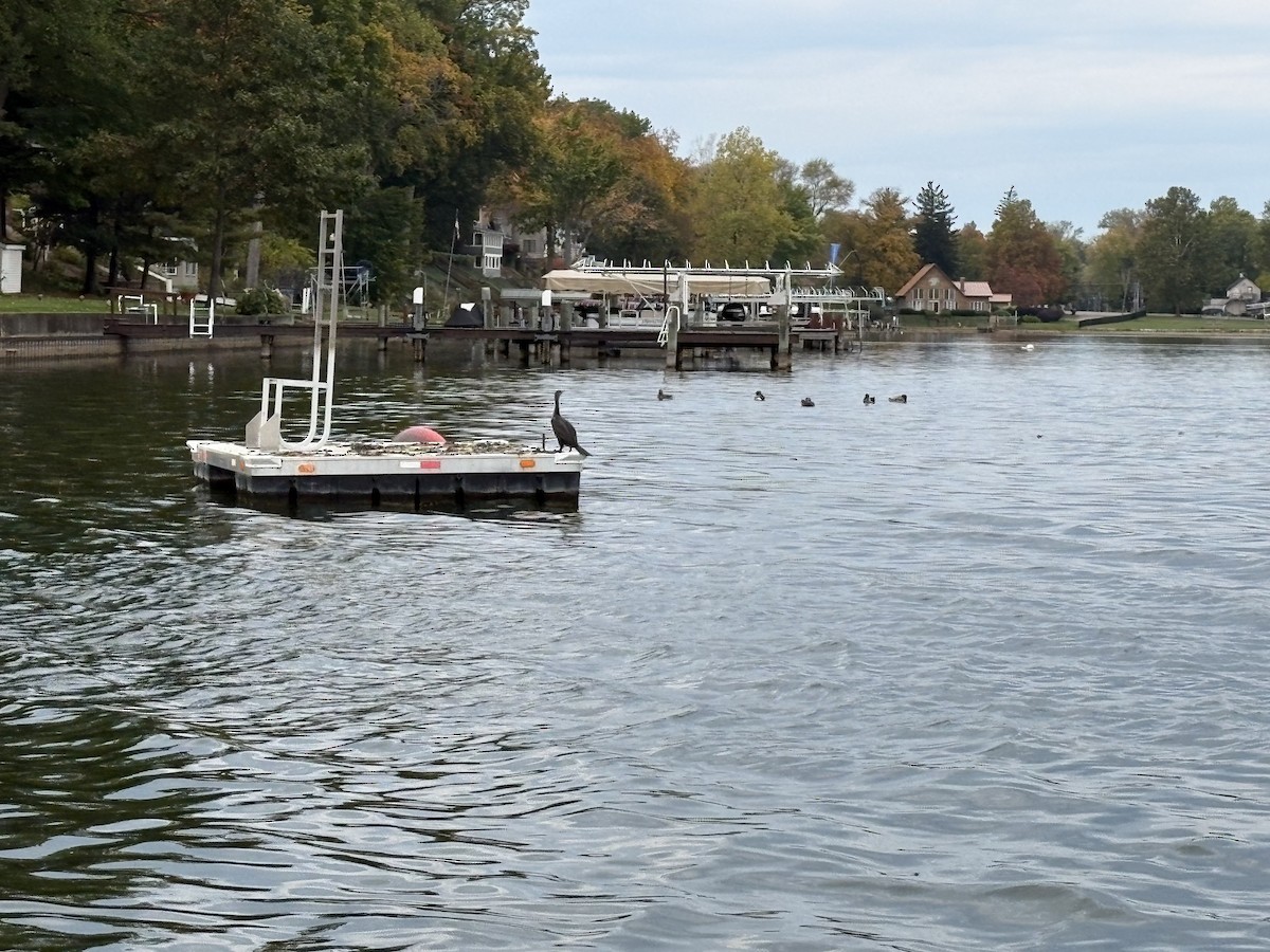 Cormorán Orejudo - ML647665516